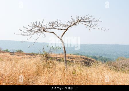 Trockenes Gras und toter Baum im Herbst auf der Spitze der Berge mit schwarzen Felsen Landformen Sanjay Gandhi National Park, Mumbai, Indien Stockfoto