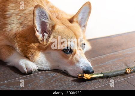 Welsh Pembroke Corgi spielen Holzstäbchen Zweig innen Stockfoto