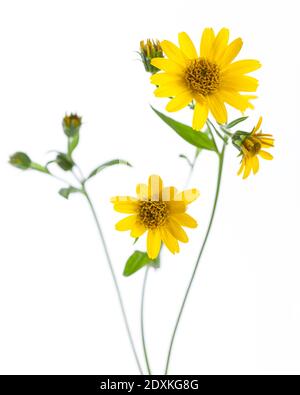 Arnica (Arnica montana) - Blumen isoliert auf weißem Hintergrund Stockfoto