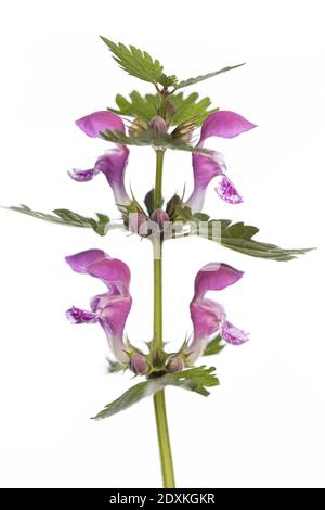 Gefleckte Totennessel (Lamium maculatum) isoliert auf weißem Hintergrund Stockfoto