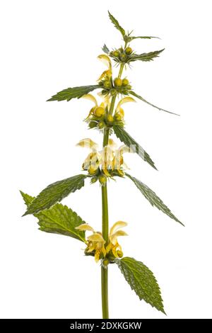 Blühender gelber Erzengel (Lamium galeobdolon) isoliert auf weißem Hintergrund Stockfoto