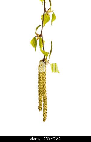 Birke (Betula pendula). Blume und junge Blätter isoliert auf weißem Hintergrund Stockfoto