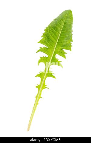 Löwenzahn (Taraxacum officinale) Einzelblatt Stockfoto