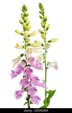 Heilpflanzen: Foxglove (Digitalis purpurea) - 2 Pflanzen vor weißem Hintergrund Stockfoto