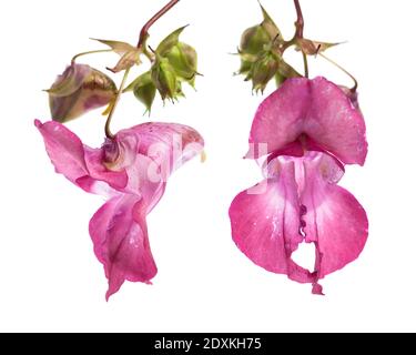 Pflanzenstudien: Himalayan Balsam - Indischer Balsam (Impatiens glandulifera) Blume der Vorderseite und Seite Stockfoto