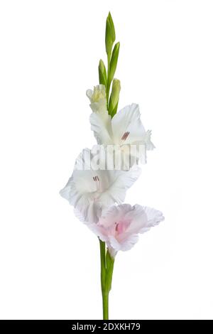 Weißer Gladiolus auf weißem Hintergrund Stockfoto