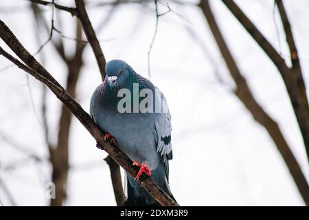 Die wilde Taube sitzt auf einem Ast. Vogelbeobachtung in der Natur. Stockfoto