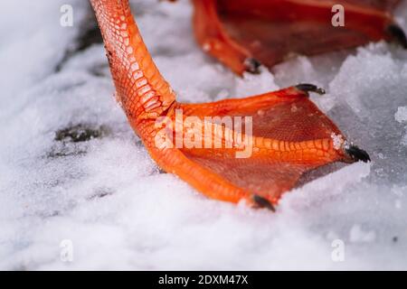 Rote Entenfüße aus nächster Nähe. Ein wilder Vogel steht im Schnee. Stockfoto