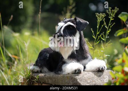 Miniatur Schnauzer Hund liegt mit seiner Zunge in grün Gras im Sommer an einem sonnigen Tag im Freien Stockfoto