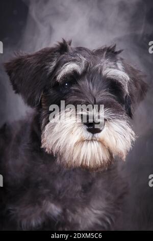 Porträt eines jungen schwarz-grauen Miniatur-Schnauzer Hunderasse drinnen in einem Fotostudio auf schwarzem Hintergrund in einem Dunst, in einem Paar Stockfoto