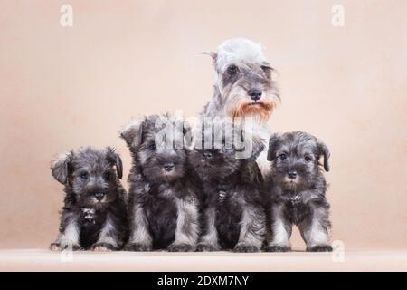 Eine Familie von Miniatur-Schnauzer-Hunden, Welpen mit Mutter, Pfeffer und Salz, sitzen auf beigem Hintergrund, drinnen, im Studio Stockfoto