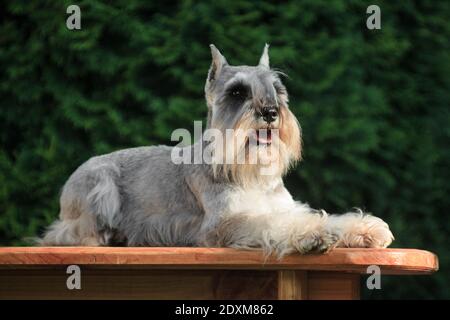 Ein grauer Hund der Miniaturschnauzer Rasse liegt darin Die Hütte im Freien vor dem Hintergrund von Grün Stockfoto