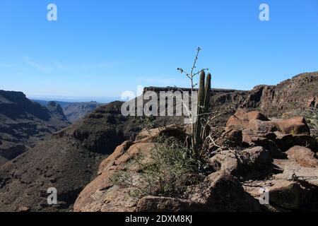 Saguaro Kakteen in der Halbwüste von Baja California Sur, Mexiko Stockfoto