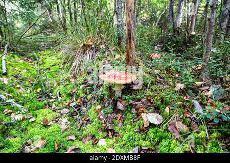 Rote Fliege Agaric Pilz im Wald. Der giftige amanita Pilz Stockfoto