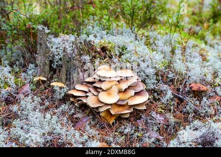 Kleine Pilze wachsen auf einem alten Baumstumpf im Moos Im Wald Stockfoto