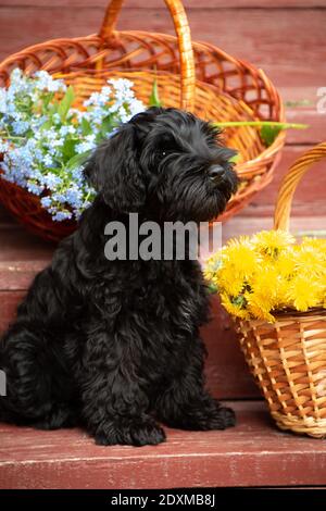 Ein schwarzer Miniatur-Schnauzer-Welpe sitzt auf den roten Stufen im Landhaus im Freien, mit Gift mit Körben von Vergissmeinnicht-Blumen und Löwenzahn Stockfoto