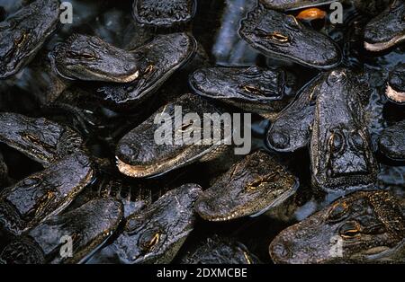 Amerikanisches Krokodil, Alligator Mississipiensis, Leiter der Youngs aus Wasser Stockfoto