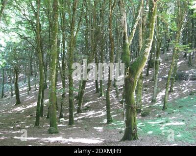 Laubwald in Mittelitalien Stockfoto