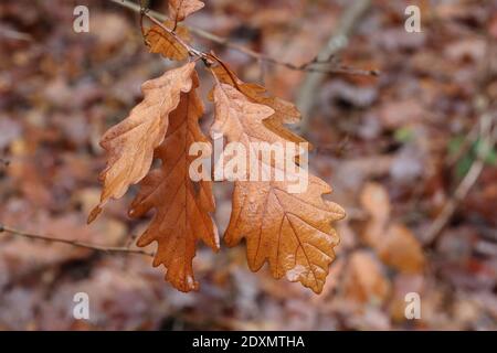 Braune Eichenblätter an einem regnerischen Herbsttag. Stockfoto