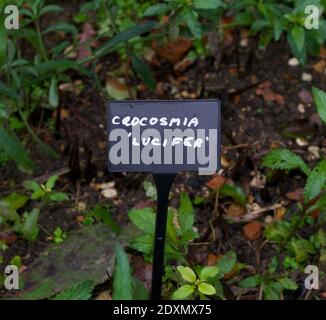 Handgeschriebenes Gartenschild mit Krokosmie und rauem Gartenhintergrund Stockfoto