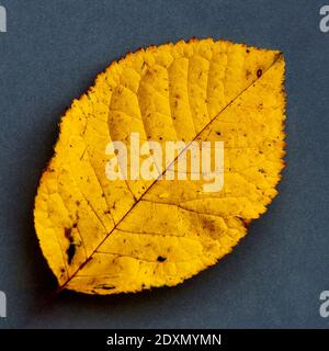 Ein gelbes Blatt auf grauem Grund, die beiden Farben, die von der Mode gewählt wurden, um das Jahr 2021 darzustellen Stockfoto