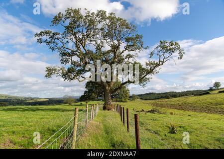 Alte Hecke mit alten Bäumen in, doppelt eingezäunt und bereit, neue Hecke in Pflanzen. Cumbria, Großbritannien. Stockfoto