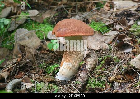 Leccinum populiinum, bekannt als Rotaspen-Bolete oder Rotkappenstiel, essbarer Wildpilz aus Finnland Stockfoto