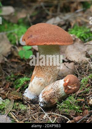 Leccinum populiinum, bekannt als Rotaspen-Bolete oder Rotkappenstiel, essbarer Wildpilz aus Finnland Stockfoto