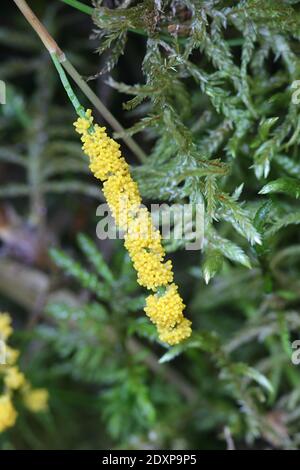 Physarum virescens, gelbe Schleimform der Ordnung Physarales Stockfoto