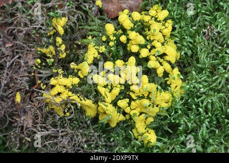 Physarum virescens, gelbe Schleimform der Ordnung Physarales Stockfoto