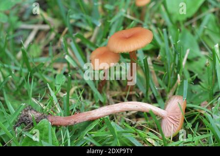 Laccaria laccata, bekannt als der Betrüger oder wachsartige Laccaria, Wildpilz aus Finnland Stockfoto