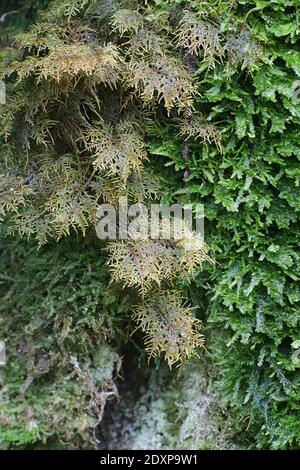 Hylocomium splendens, allgemein bekannt als glitzerndes Holzmoos, herrliches Federmoos, Treppenmoos und Bergfarnmoos Stockfoto