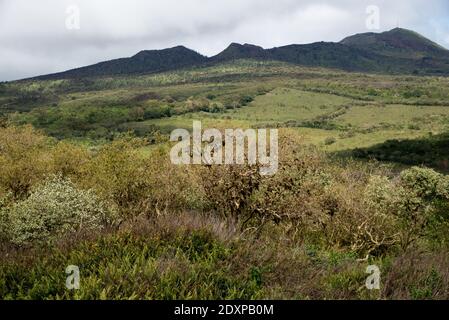 Cerro mesa ist ein privates Restaurierungsprojekt im östlichen Hochland von Santa Cruz auf den Galapagos Inseln. Stockfoto