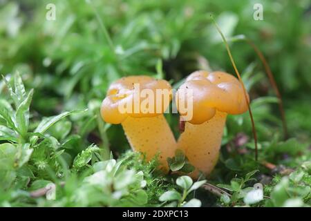 Leotia schmierica, im Allgemeinen als Geleebaby oder Quallen bezeichnet, wilder Pilz aus Finnland Stockfoto