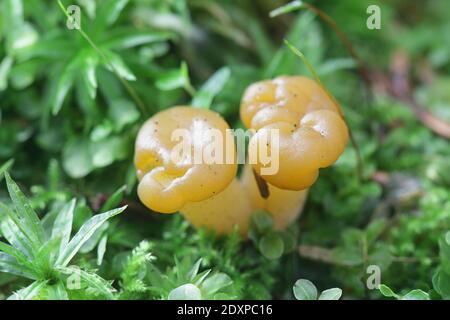 Leotia schmierica, im Allgemeinen als Geleebaby oder Quallen bezeichnet, wilder Pilz aus Finnland Stockfoto