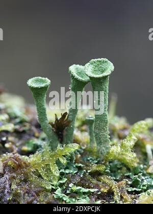 Trompetenflechte, Cladonia sp Stockfoto