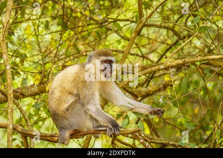 Vervet Affe (Chlorocebus pygerythrus) Essen, Lake Mburo Nationalpark, Uganda. Stockfoto