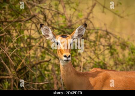 Ein weibliches Impala (Aepyceros melampus), das wachsam aussieht, Lake Mburo National Park, Uganda. Stockfoto