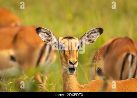 Ein weibliches Impala (Aepyceros melampus), das wachsam aussieht, Lake Mburo National Park, Uganda. Stockfoto