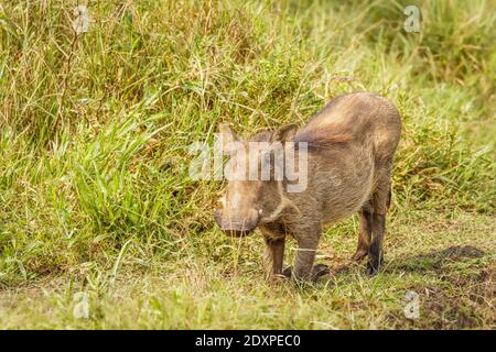 A Warthog (Phacochoerus africanus) Essen, Lake Mburo Nationalpark, Uganda. Stockfoto