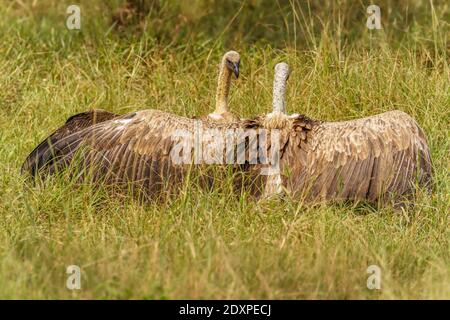 Zwei White Backed Geier kämpfen, Lake Mburo Nationalpark, Uganda. Stockfoto