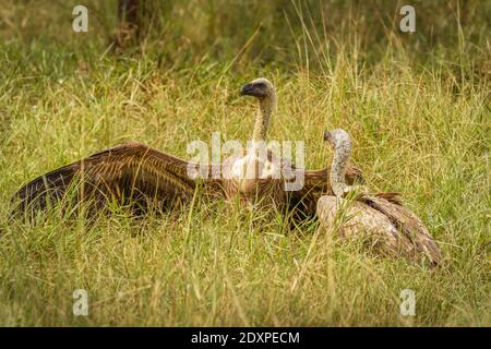 Zwei White Backed Geier kämpfen, Lake Mburo Nationalpark, Uganda. Stockfoto