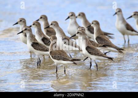 Flock of Semipalmed Sandpiper (Calidris pusilla) fotografiert mit selektivem Fokus auf den Vordervogel am Strand von Mangue Seco, Jandaira, Bahia Stockfoto