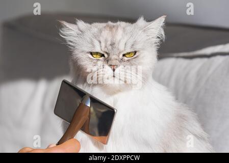 Mann kämmend flauschige graue persische Katze. Mürrische Katze wird gebürstet. Stockfoto