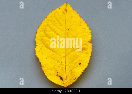 Ein gelbes Blatt auf grauem Grund, die beiden Farben, die von der Mode gewählt wurden, um das Jahr 2021 darzustellen Stockfoto