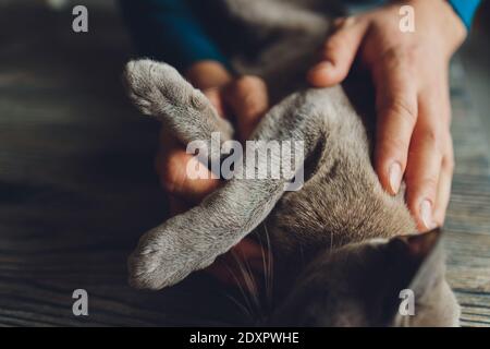 Die tabby Katze liegt auf dem Schoß ihres Besitzers und genießt es, gekuschelt und schnurrend zu werden Stockfoto