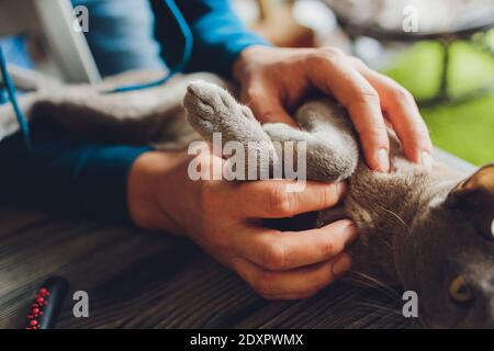 Die tabby Katze liegt auf dem Schoß ihres Besitzers und genießt es, gekuschelt und schnurrend zu werden Stockfoto