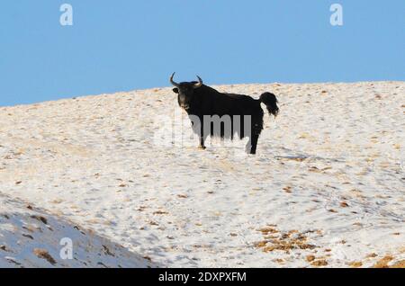 Jiuquan, Chinas Provinz Gansu. Dezember 2020. Ein wilder Yak ist auf dem Haltent Grasland in der Kazak Autonomen Grafschaft Aksay, nordwestlich von Chinas Provinz Gansu, 23. Dezember 2020 zu sehen. Kredit: Ma Xiaowei/Xinhua/Alamy Live Nachrichten Stockfoto