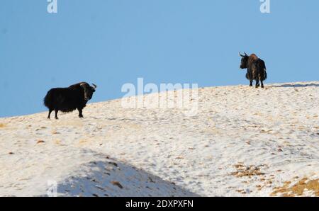 Jiuquan, Chinas Provinz Gansu. Dezember 2020. Wilde Yaks werden auf dem Haltent Grasland in der Kazak Autonomen Grafschaft Aksay, nordwestlich von Chinas Provinz Gansu, am 23. Dezember 2020 gesehen. Kredit: Ma Xiaowei/Xinhua/Alamy Live Nachrichten Stockfoto