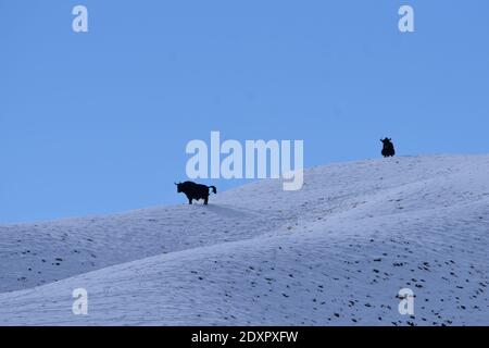 Jiuquan, Chinas Provinz Gansu. Dezember 2020. Wilde Yaks werden auf dem Haltent Grasland in der Kazak Autonomen Grafschaft Aksay, nordwestlich von Chinas Provinz Gansu, am 23. Dezember 2020 gesehen. Kredit: Gao Hongshan/Xinhua/Alamy Live Nachrichten Stockfoto